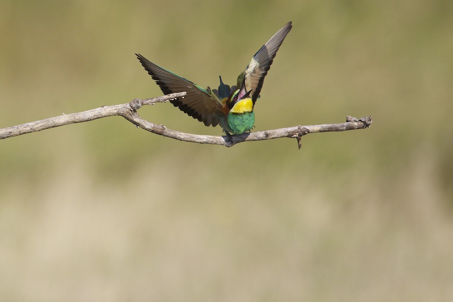 Bee Eater 20
